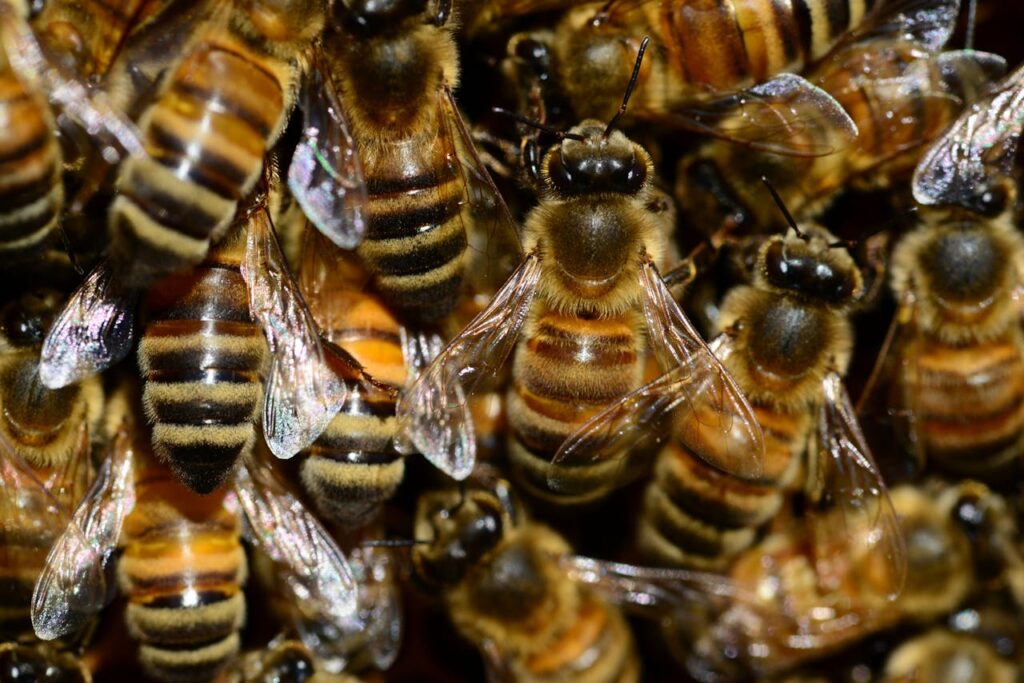 Macro shot of honeybees in a hive, showcasing their striped bodies and transparent wings.